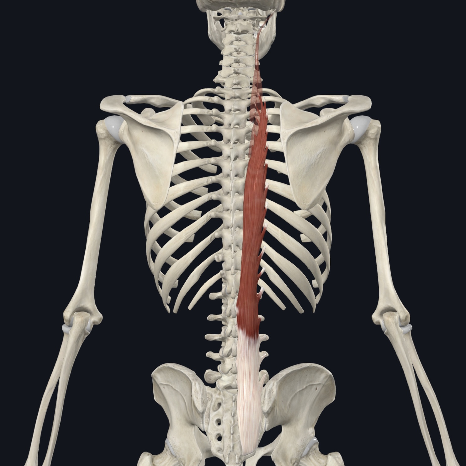 <p>TP L/S; thoracolumbar fascia</p>