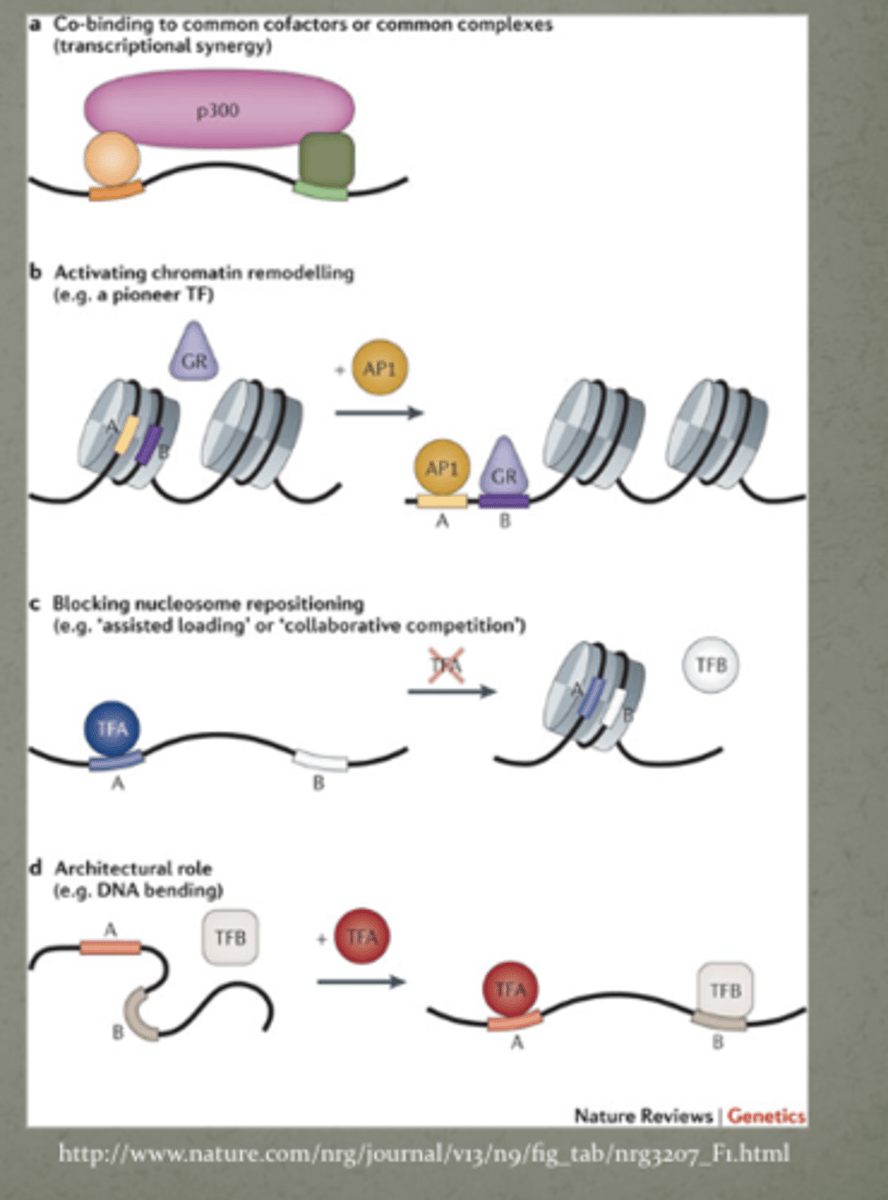 <p>Transcription factors</p><p>(inside the cell signaling, regulate genes, hit promoter to say "gene turn on" at key times in development - this is the regulation part)</p>