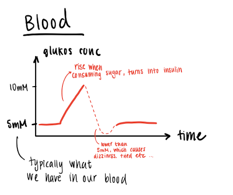 <ul><li><p>Normally, we have about 4,5g in our blod, which supplies for blood cells, brain etc. </p></li><li><p>Glucose is stored as <strong>glycogen</strong> (polymer of glucose) with we normally have 1 kg of. 1 kg glycogen binds to 4 kg water, which is what we usually lose. </p></li><li><p>BMI : Body ,ass index, how much fat we have, too much glycogen converts into fat. </p></li><li><p>We wanna consume sugars with low BI.index, so we don’t get a glucose dip. </p></li></ul><p></p>