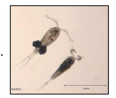 <p>What is the subclass of copepods</p>
