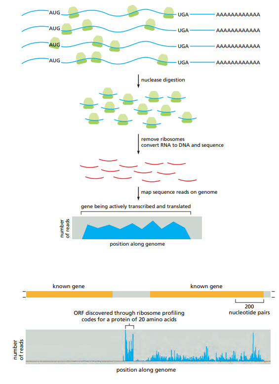 <p>Used to identify RNAs being transcribed at a given moment in time.</p><ul><li><p>RNA with ribosomes is exposed to a ribonuclease.</p></li><li><p>RNA sequences covered in ribosomes are spared by the ribonuclease.</p></li><li><p>Protected RNA is converted to DNA and sequenced.</p></li></ul><p></p>