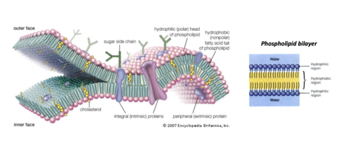 <p>phospholipids and proteins that are in constant motion -membranes are said to be fluid</p>