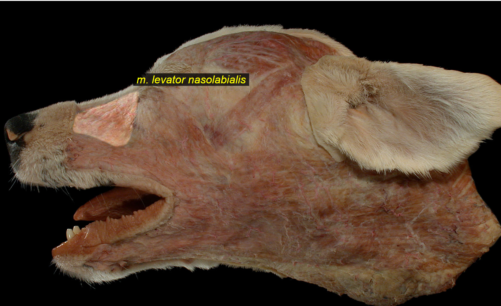 <p><strong>new: m. levator nasolabialis</strong> - flat, thin</p><ul><li><p>eq+ru: belly divides into two branches, medialis/lateralis, bw. which m. caninus passes. </p></li></ul><p></p>