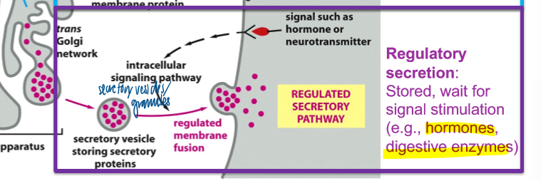 <p>stored, wait for signal stimulation (ex - hormones, digestive enzymes) </p><ul><li><p>golgi releases secretory vesicle storing secretory proteins </p></li><li><p>regulated membrane fusion is mediated via an intracellular signaling pathway (signal = hormone or neurotransmitter) </p></li></ul><p></p>