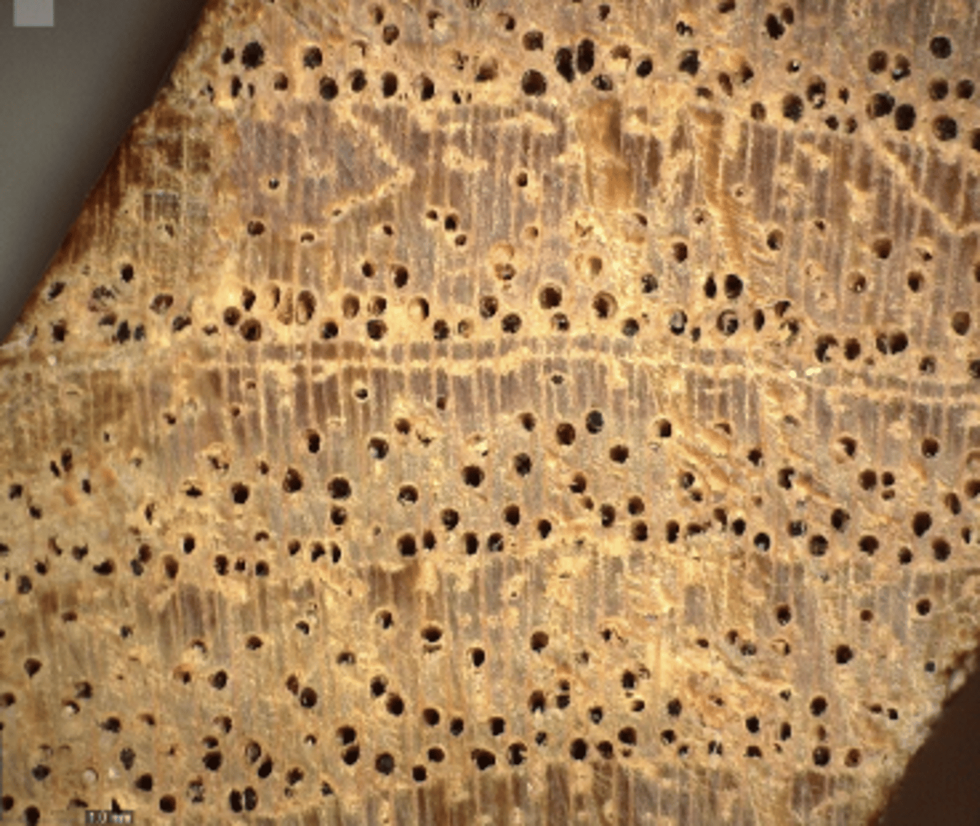 <p>Wood pale brown in color with brown streaks, ring porous, blackish deposits, boundary parenchyma</p>