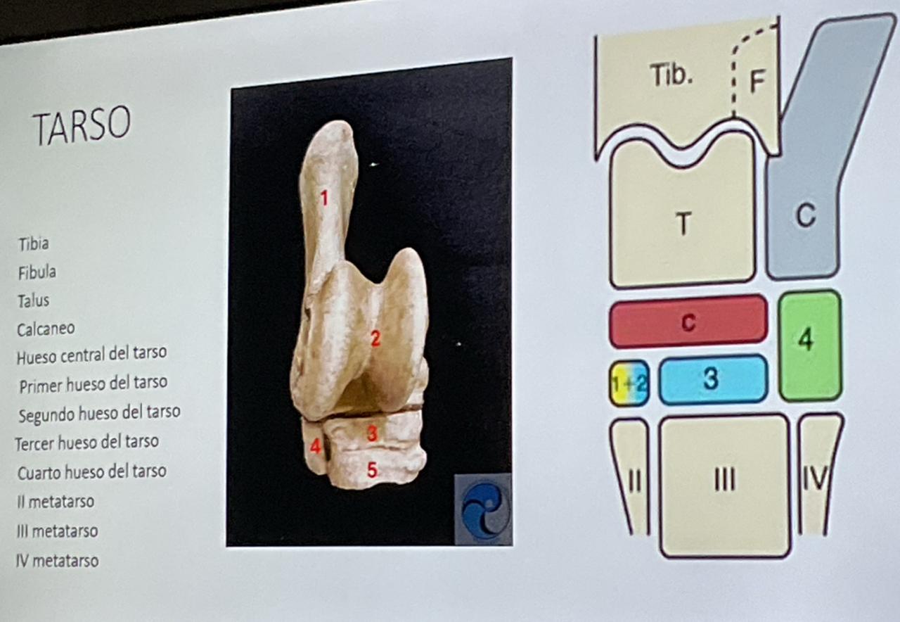 <p>Identifica las estructuras del Tarso</p>