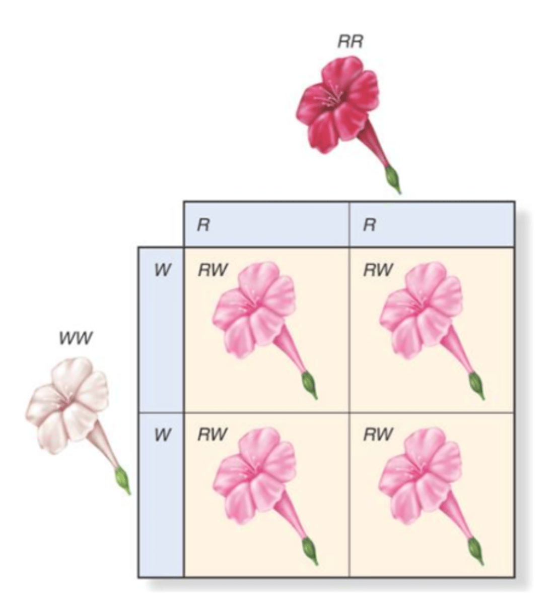 <p>A type of inheritance in which a blending of the two homozygous phenotypes occurs when the genotype is heterozygous; results in three phenotypes (i.e. red, pink and white); alleles are represented by all capital letters</p>