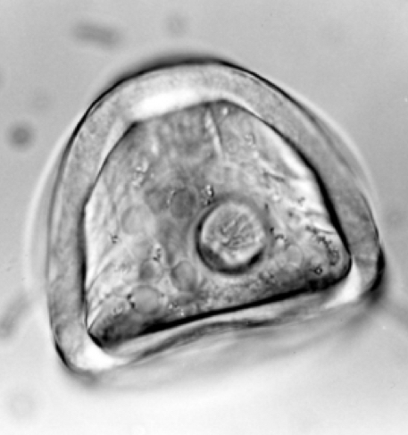 term image