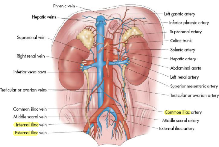 <ul><li><p>courses anterior and medial to psoas muscles</p></li><li><p>provides blood to <strong>lower extremities</strong> and <strong>pelvic cavity</strong></p></li><li><p>bifurcates into <strong>external </strong>and<strong> internal iliacs</strong></p></li></ul><p></p>