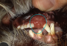 <p>Epulides </p>