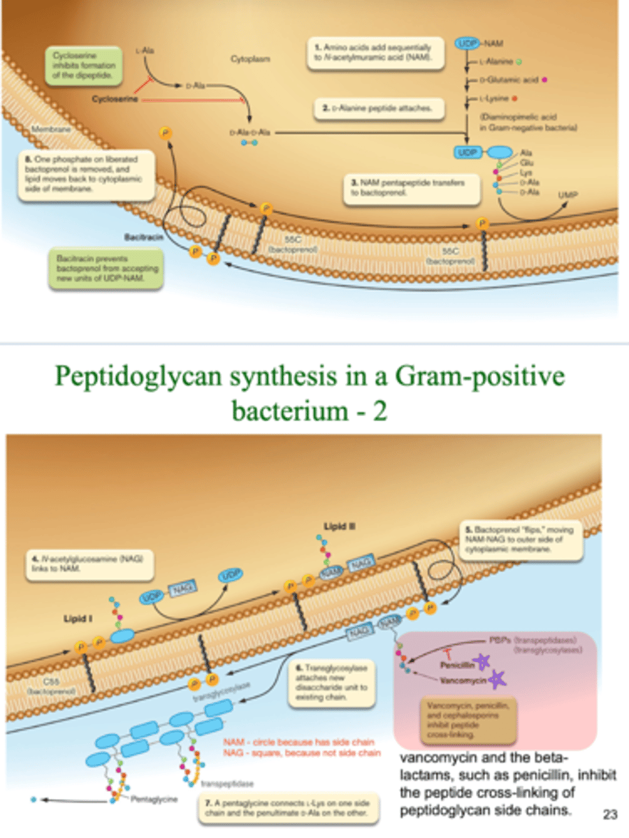 <p>amino acids are added to NAM</p><p>D-Ala peptide attach</p><p>NAM pentapeptide transfer to bactoprenol on Gram positive cell membrane</p><p>NAG links to NAM</p><p>- NAM contains the side chain</p><p>NAM-NAG chain flips to be on the outside of the cell membrane </p><p>transglycosylase attaches new disaccharide units to the NAM-NAG chain</p><p>pentaglycine connects L-Lys one one side and penultimate D-Ala on the other </p>