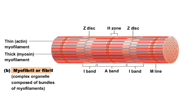 <p>Banding pattern of myofibrils: </p><ul><li><p>Contains the <strong>entire length of the thick filaments</strong></p></li><li><p><strong>H zone i</strong>s a <strong>lighter central area</strong></p></li><li><p><strong>M line </strong>is in <strong>center of H zone</strong></p></li></ul><p></p>