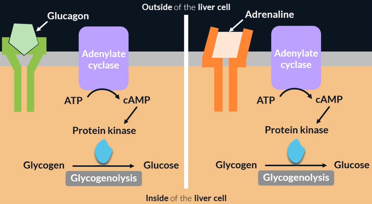 <ul><li><p>hormone (primary messenger) binds to complementary receptor</p></li><li><p>causes <strong>adenyl cyclase</strong> (which undergoes conformational change) to be activated</p></li><li><p>catalyses conversion of ATP → cyclic AMP (secondary messenger)</p></li><li><p>cAMP activates enzyme protein kinase (which catalyses glycogenolysis)</p></li></ul><p></p>