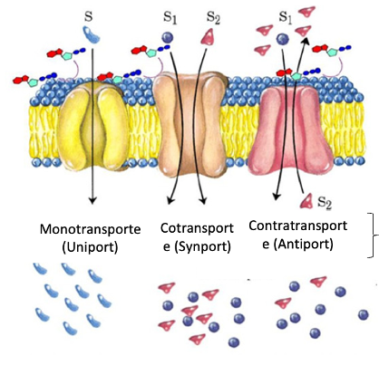 <p>Monotransporte, cotransporte, contratransporte</p>