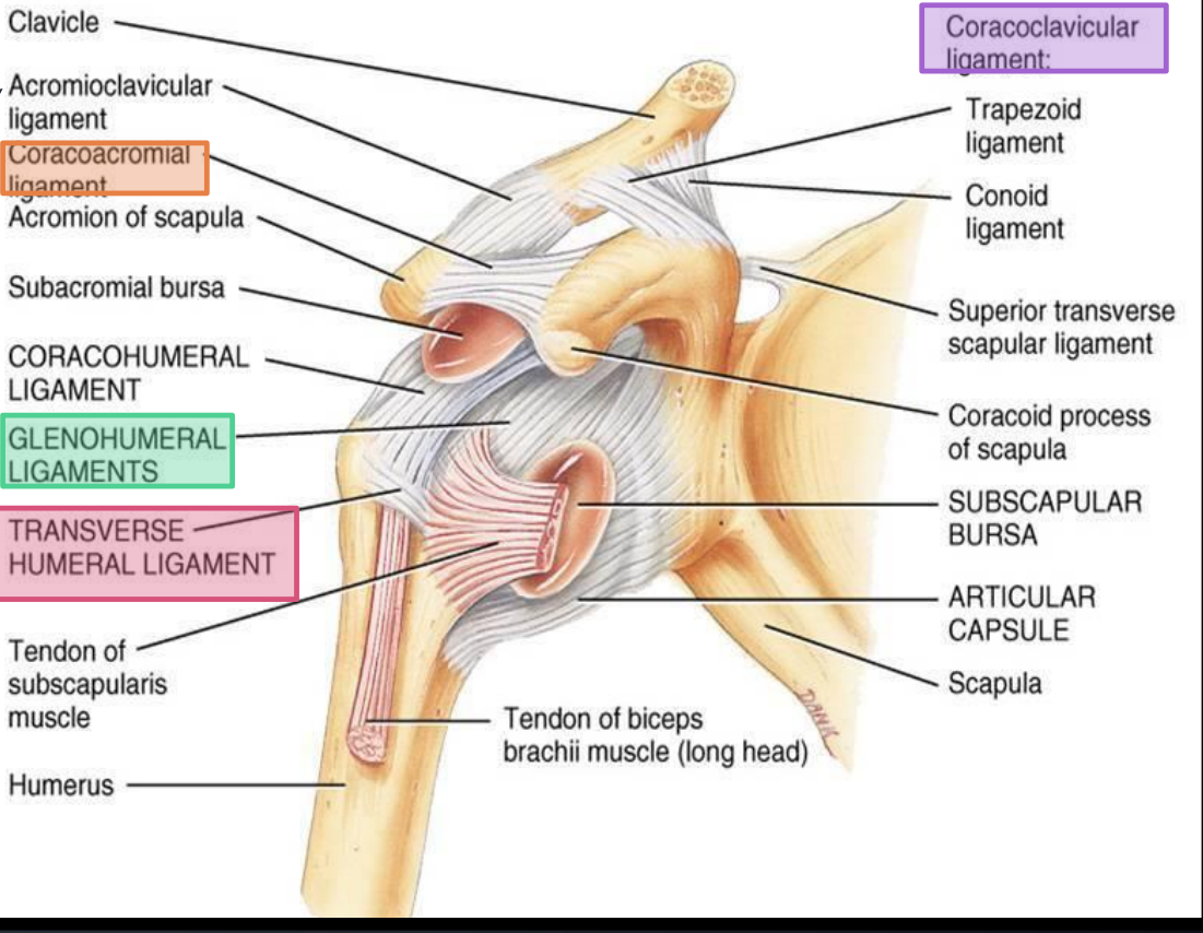 <p>Prevent vertical displacement of the scapula relative to the clavicle</p>