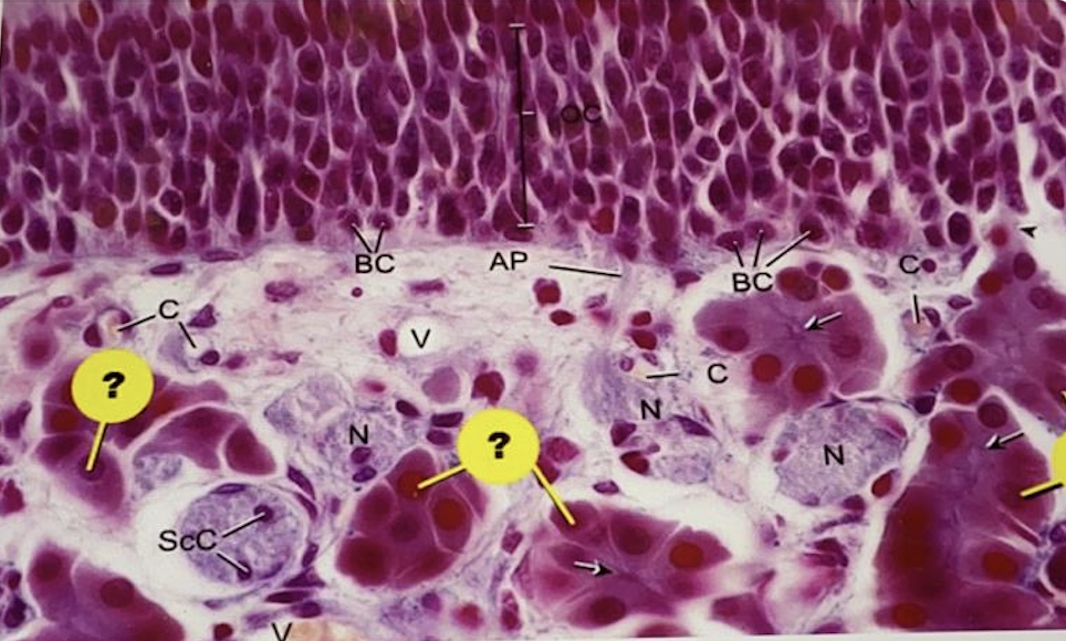 term image