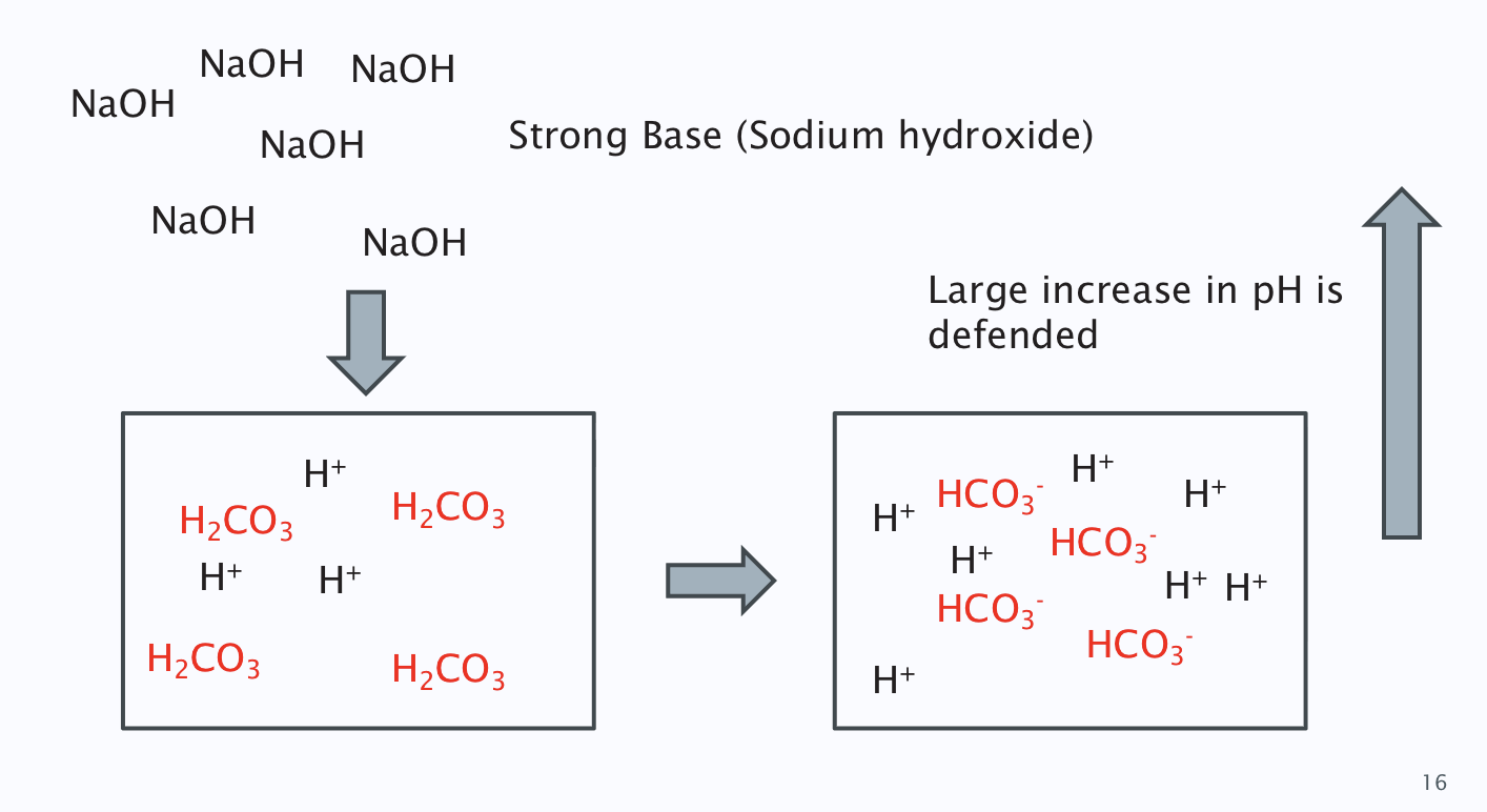 <ol><li><p>bicarbonate ions released</p></li><li><p>carbonic acid dissociates into H+ to bind to the H+ receptors </p></li></ol><p></p>