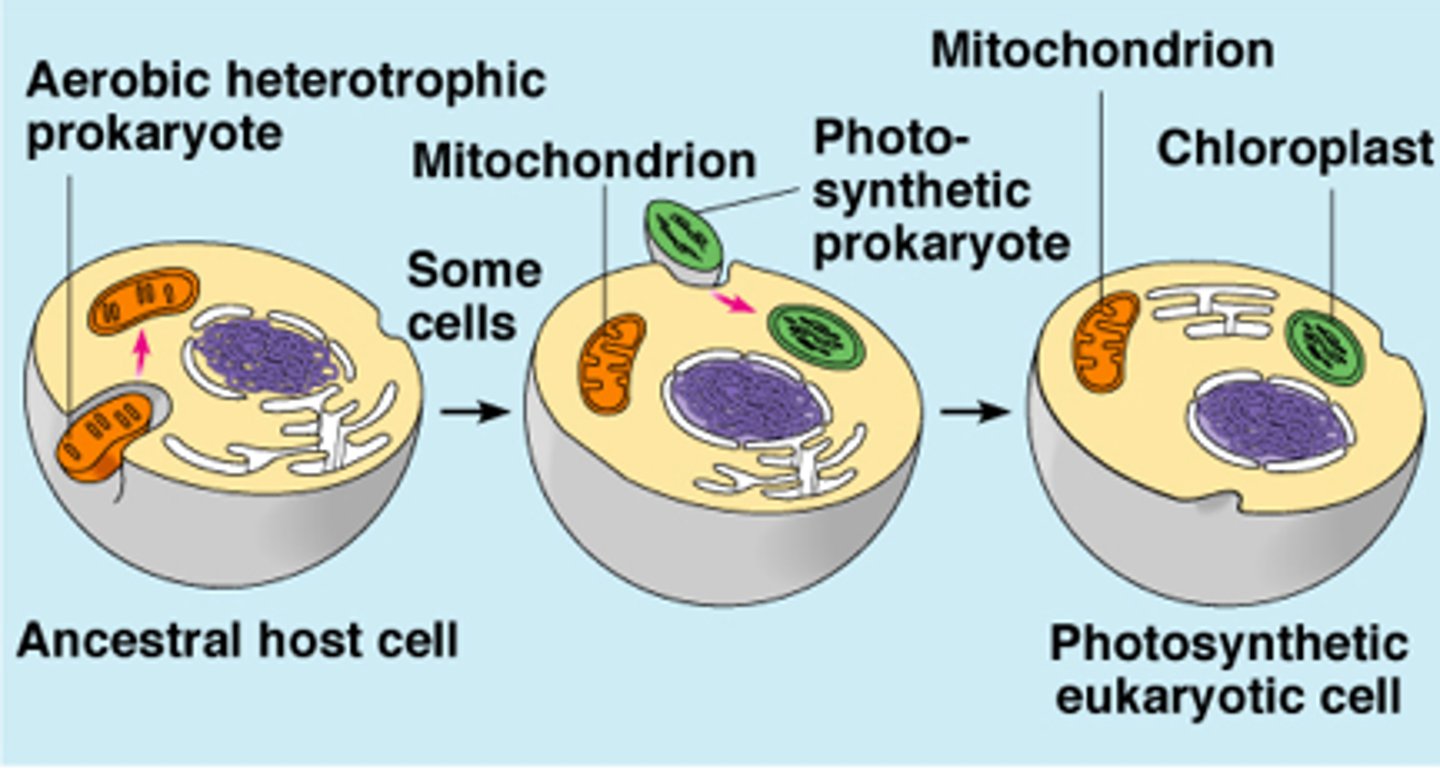 <p>a theory that states that certain kinds of prokaryotes began living inside of larger cells and evolved into the organelles of modern-day eukaryotes</p>