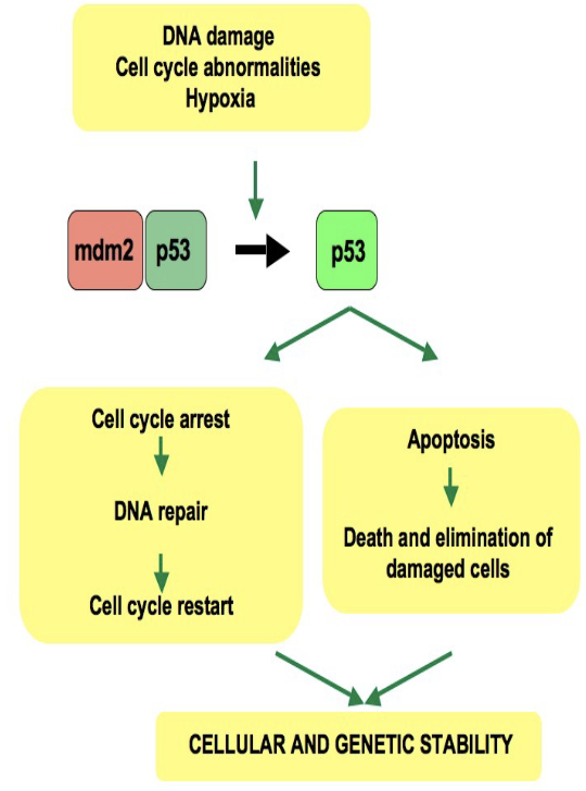 <ul><li><p>“fix it or kill it”</p></li><li><p>regulates many cell activities</p></li><li><p><span>if defected, can not act as a tumor suppressor leading to the uncontrolled proliferation of damaged cells and a significantly increased risk of developing cancer</span></p></li></ul><p></p>