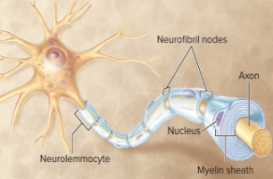 <p>Neurolemmocytes/Schwann Cells</p>