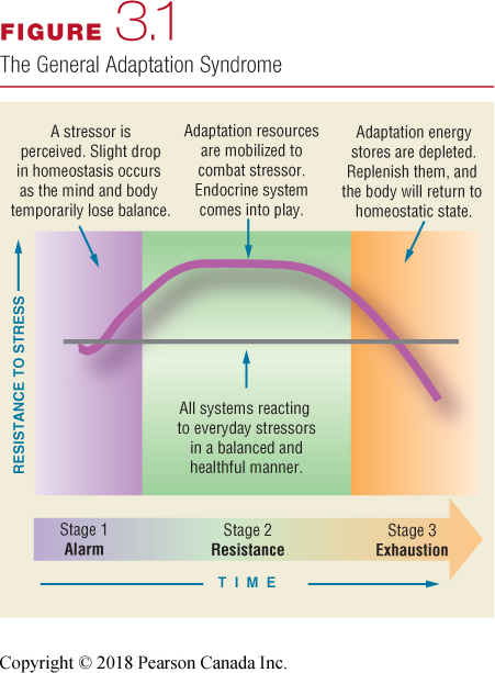 <ol><li><p>Alarm</p><ul><li><p><span>occurs when homeostasis is disrupted and the body prepares for “fight or flight.”</span></p></li></ul></li><li><p>Resistance</p><ul><li><p><span>begins almost immediately after alarm phase starts</span></p></li><li><p><span>body adjusts in order to return to homeostasis</span></p></li><li><p><span>parasympathetic nervous system helps get stress hormones under control</span></p></li></ul></li><li><p>Exhaustion</p><ul><li><p><span>occurs after continuous alarm and resistance reactions</span></p><ul><li><p>adaptation energy stores are foundations to help us cope with stress</p></li><li><p>when adaptation stores are depleted, burnout and serious illness may result</p></li></ul></li></ul></li></ol>