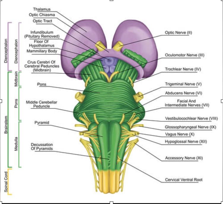 <p>function of the brainstem </p>