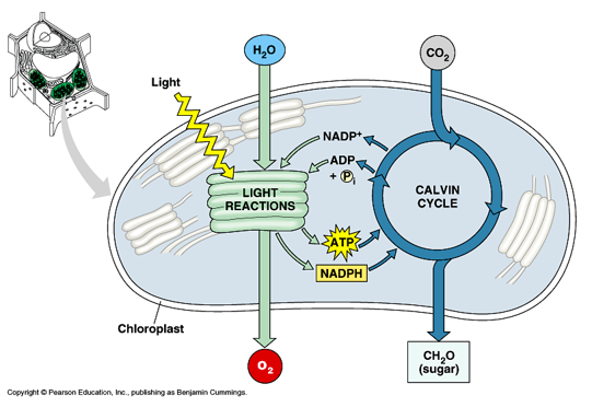 <ul><li><p>light reactions convert light energy into chemical energy</p></li><li><p>Calvin cycle responsible for carbon fixation - converts CO2 into sugars that can be used for fuel</p></li></ul><p></p>