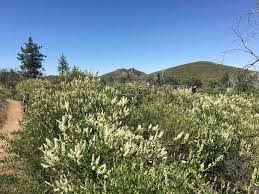<p>-Leaves are bright green, smooth, and long</p><p>-Has many branches that are arching, tangled, and sprawling (like a green firework)</p>