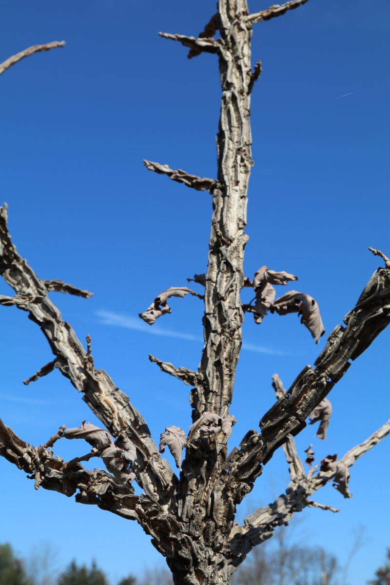 <p>thick corky bark, thick twigs (churros), big acorn heavy hairy cap, thick leathery leaves heavy lobes</p>