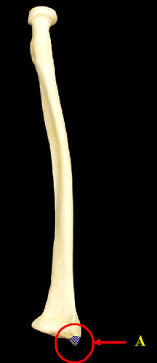 <p>Distal projection of radius, stabilizes wrist.</p>