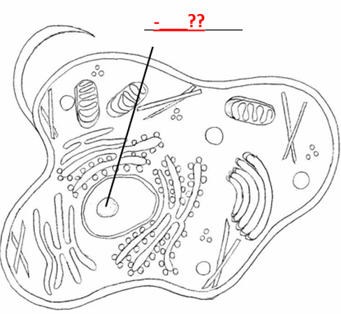 <p>Identify the pointed cell part:</p>