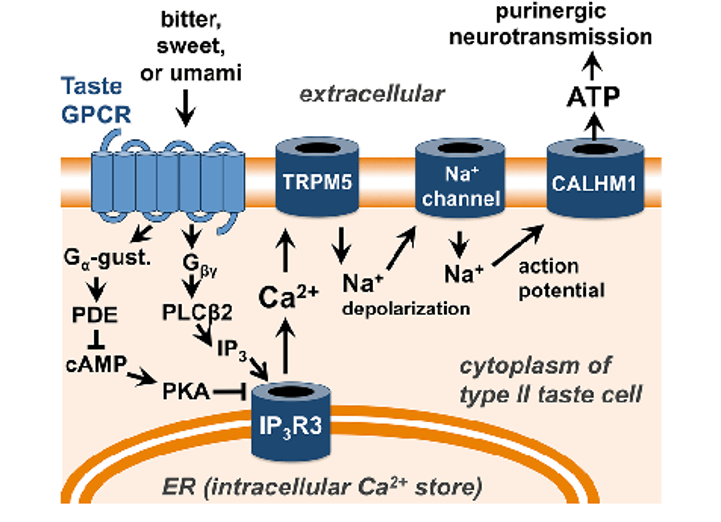 <p>(B) Sweet, Umami, Bitter</p><p>Sweet, Umami, and Bitter taste cells rely on G-Protein Coupled Receptors.</p>