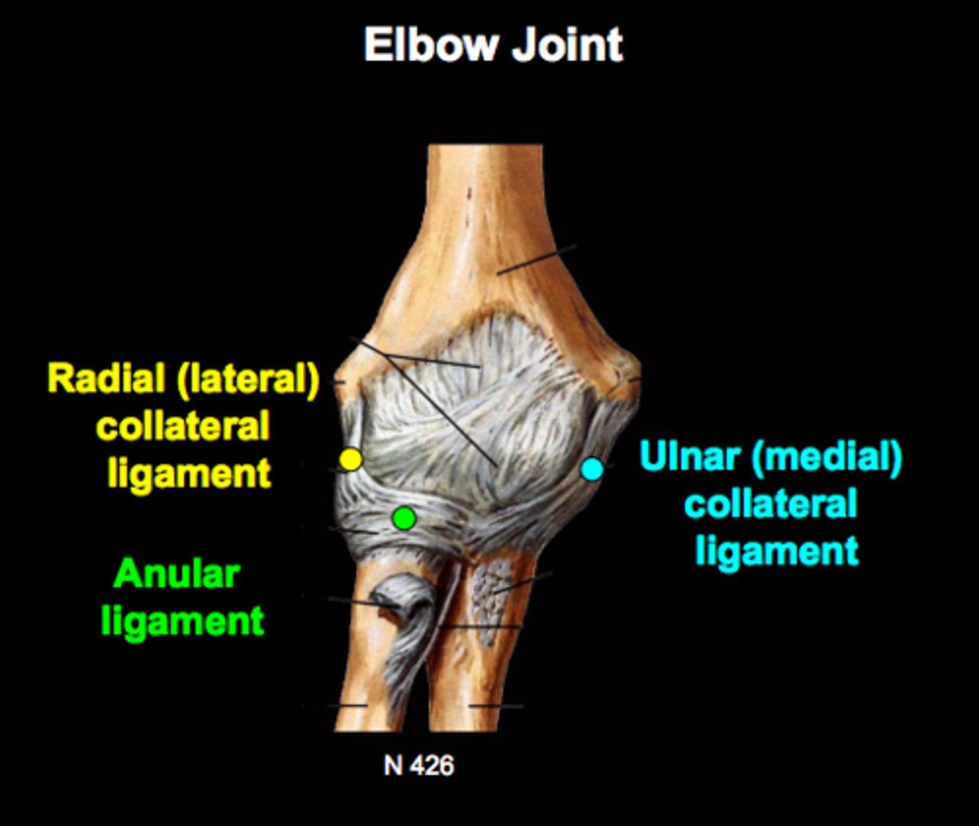 <p>1. Radial collateral</p><p>2. anular ligament</p><p>3. Ulnar collateral</p>