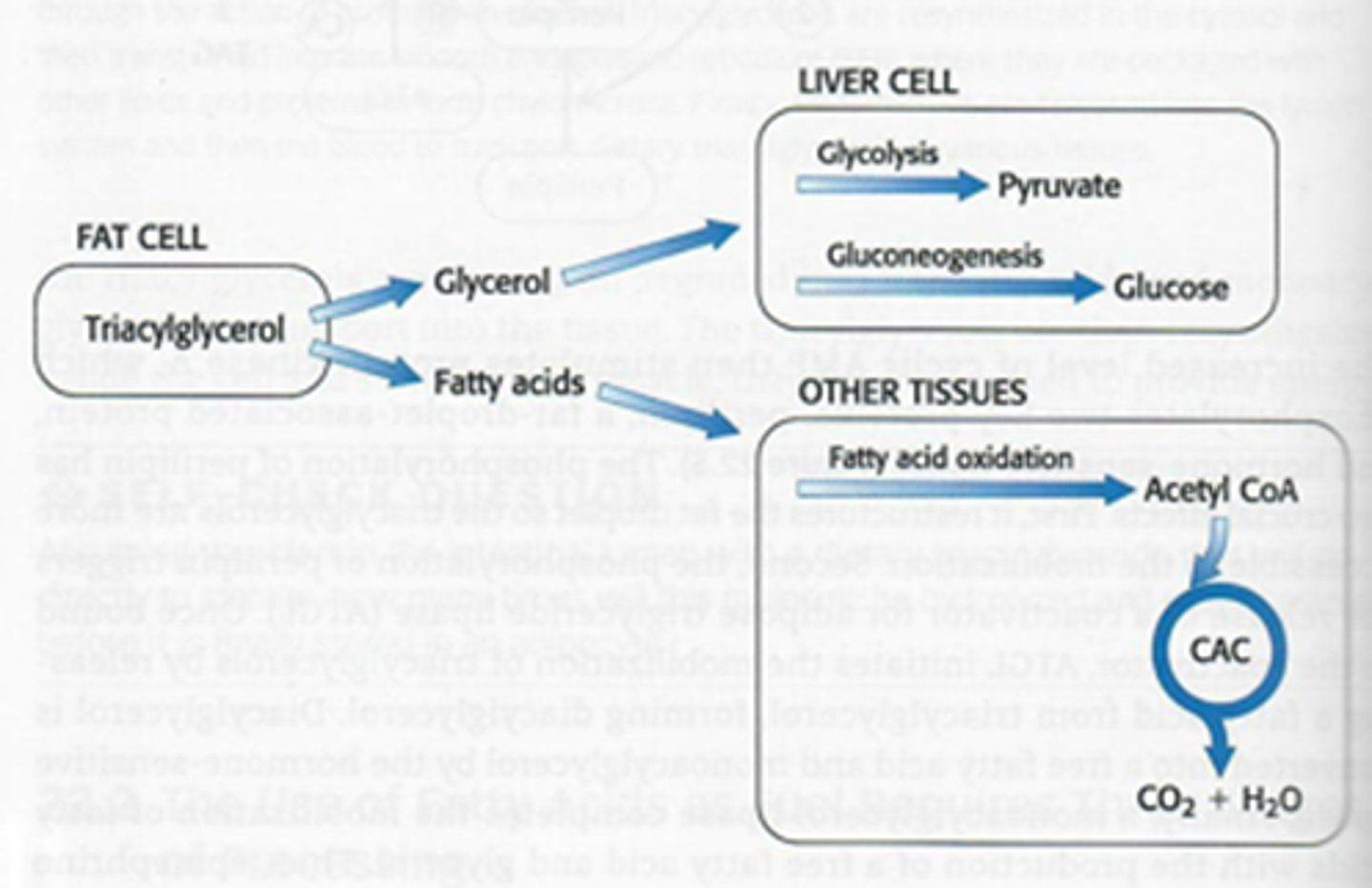 <p>1) pyruvaat</p><p>2) glucose</p>