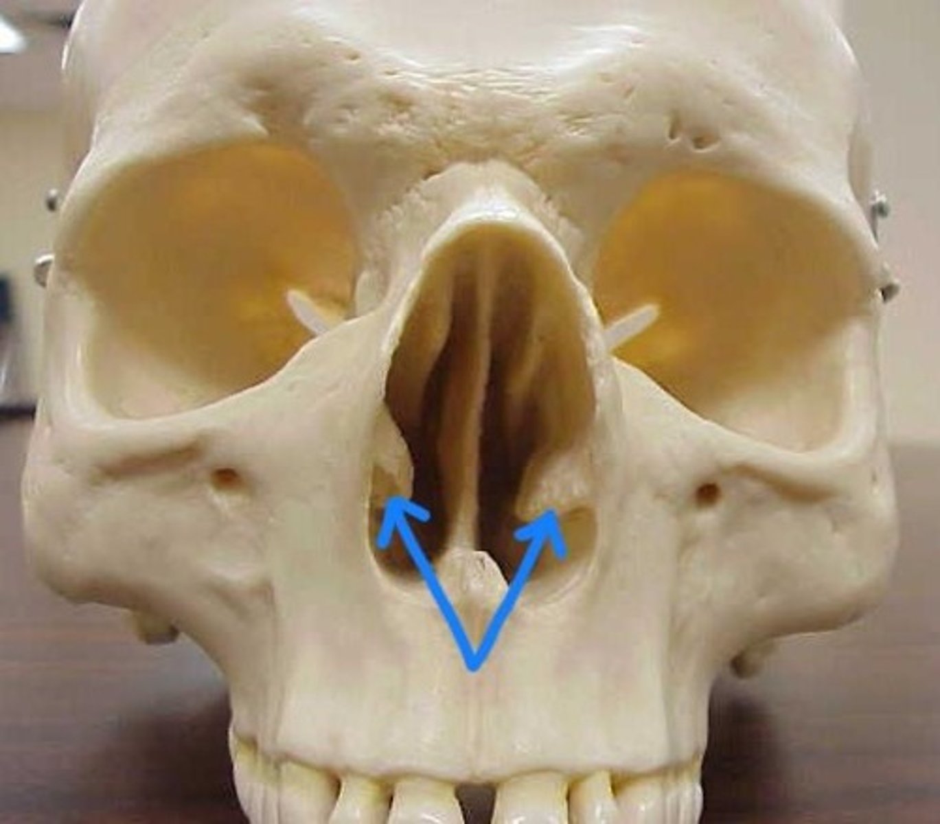 knowt flashcard image