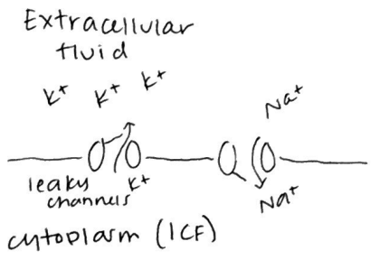 <p>resting membrane potentials</p>