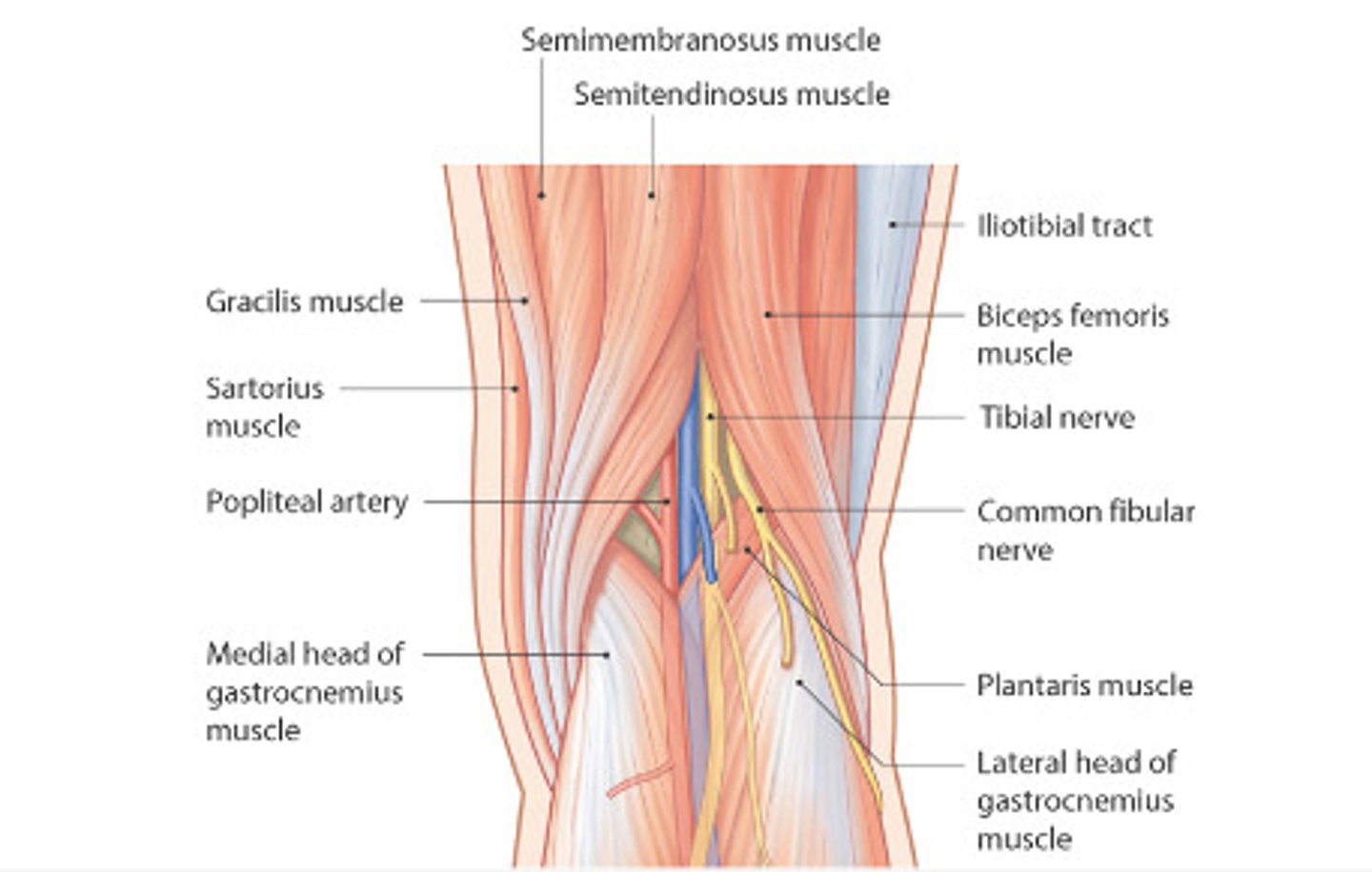 <p>Superior lateral - biceps femoris</p><p>Superior medial - semitendinosus and semimembranosus</p><p>Inferior lateral - lateral head of the gastrocnemius</p><p>Inferior medial - medial head of the gastrocnemius</p><p>Roof - Fascia lata with branches of the posterior femoral cutaneous nerve and the lesser saphenous vein</p><p>Floor - Popliteal surface of the femur, Capsule of the knee joint, and Oblique popliteal ligament</p>