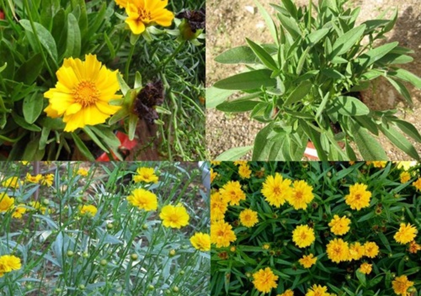 <p>Asteraceae</p>