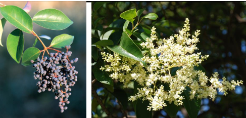 <p>Oleaceae</p><p>Ligustrum lucidum</p>