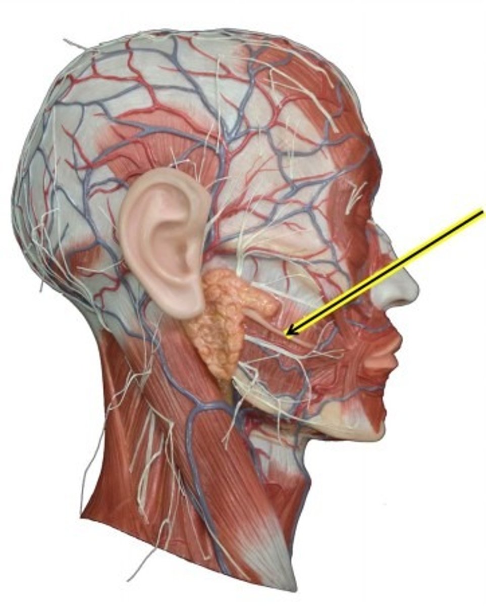 <p>brings saliva to mouth from parotid gland (under ear)</p>