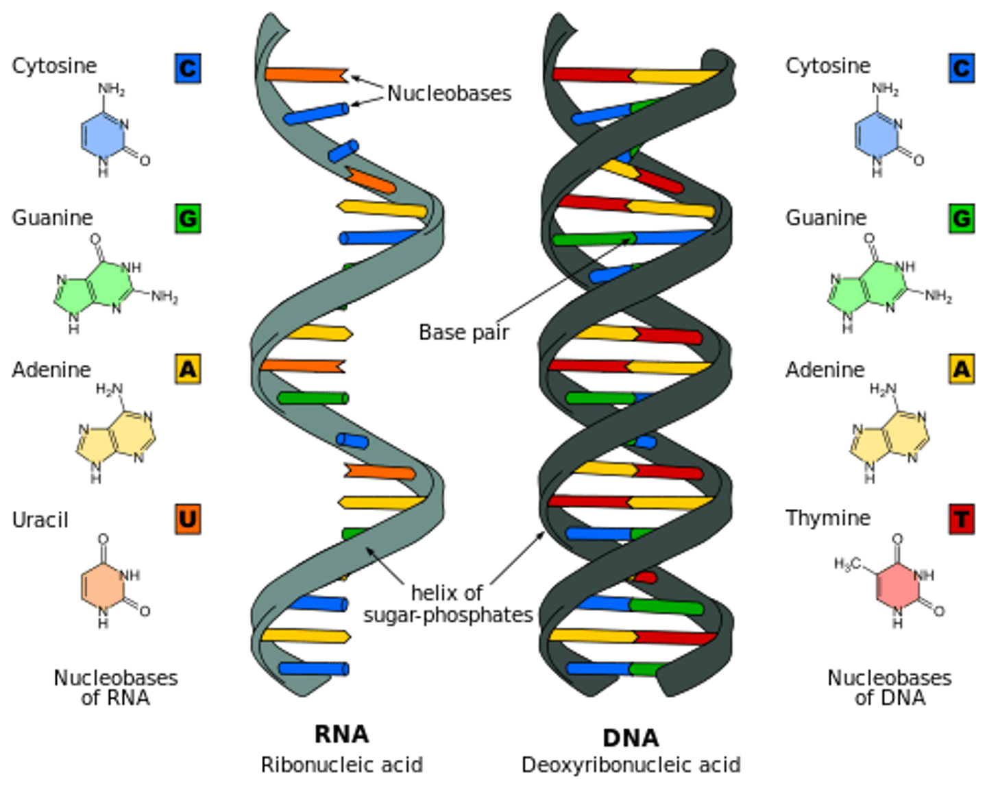 <p>ribonucleic acid (A,U,C,G) one strand, and has 3 types</p>