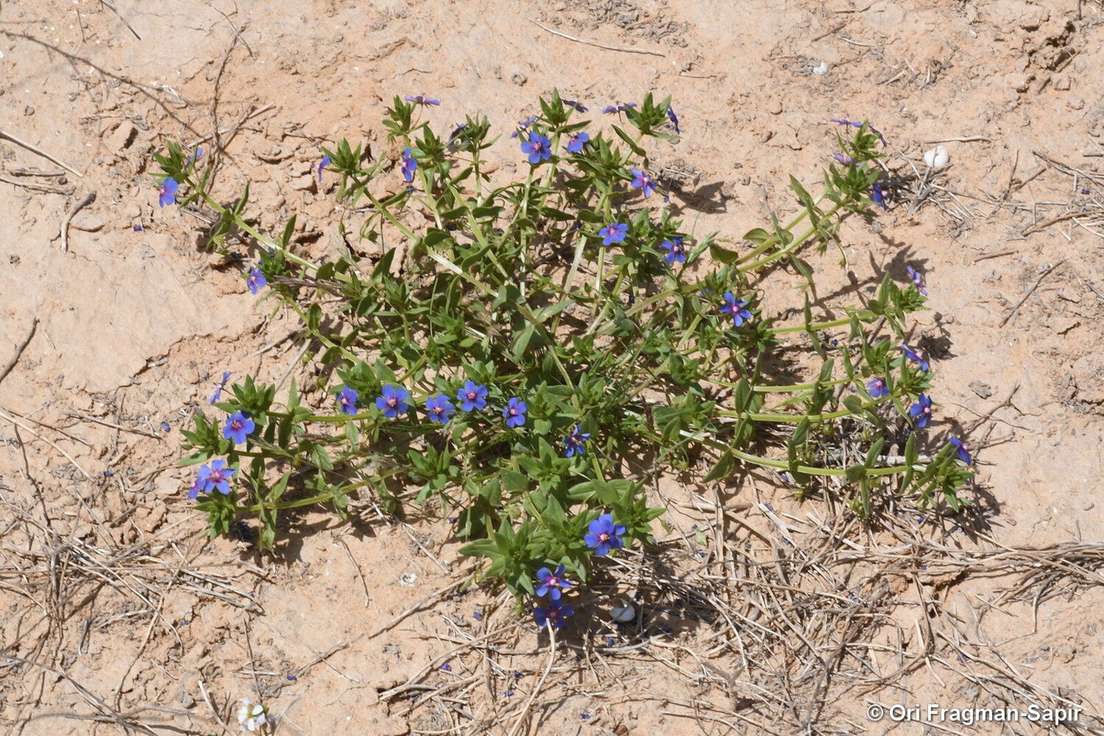 <p>Blue scarlet pimpernel</p>