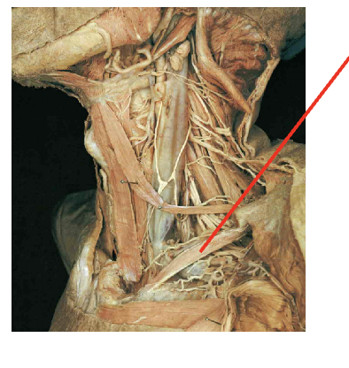<p>What is this muscle&nbsp;What is its origin. Where does it inserts. </p>