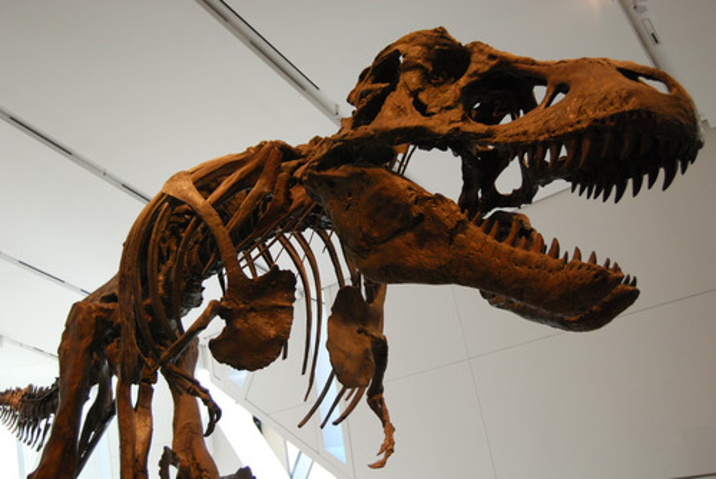 <p>No remaining individuals of species are alive</p>