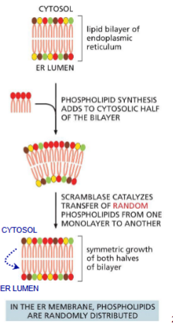 <p><span style="color: yellow;">Enzyme in ER membrane</span></p><ul><li><p>catalyzes random flip-flops</p></li></ul><p>Why?</p><ul><li><p>phospholipids are synthesized in cytosolic leaflet of ER</p></li><li><p>to maintain symmetry</p></li></ul><p></p>