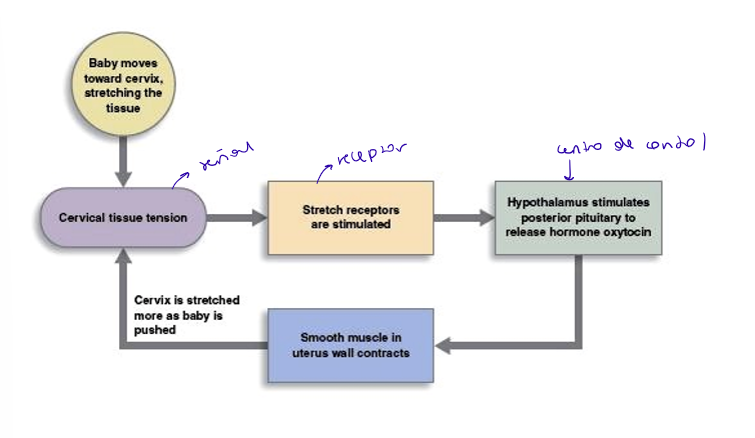 <p>+</p><ul><li><p>El fetus hace presión sobre el cuello del útero (receptor)</p></li><li><p>La presión es la señal al cerebro</p></li><li><p>El cerebro es el centro de control que provocará que se libere oxitocina</p></li><li><p>La oxitocina provoca que el útero se contraiga y que haga más presión</p></li><li><p>+ presión + oxitocina</p></li><li><p>La señal acaba cuando se da el parto</p></li></ul><p></p>