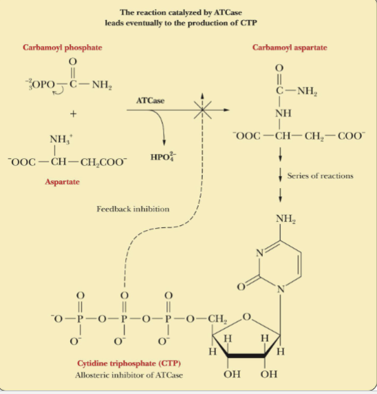 <p>leads to production of CTP</p>