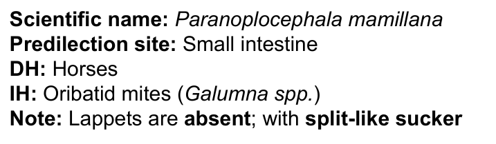<p>Oribatid mite (Scheloribates spp.)</p><p>IH of Anoplocephala perfoliata</p>