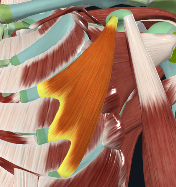 <p>What muscle is this (specific)</p>