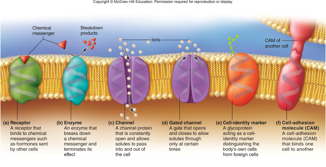 <ol><li><p><strong><em>Ligand-gated</em></strong> channels—respond to specific chemical messengers when they bind to receptors</p></li><li><p class="MsoListParagraphCxSpMiddle"><strong><em>Voltage-gated</em></strong> channels—respond to electrical charge changes</p></li><li><p class="MsoListParagraphCxSpLast"><strong><em>Mechanically-gated </em></strong>channels—respond to physical stress on cell</p></li></ol><p></p>